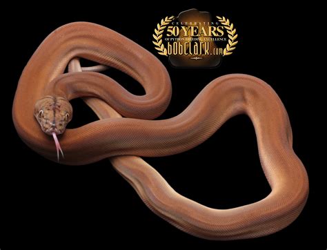 Image result for Golden Child Retic Python