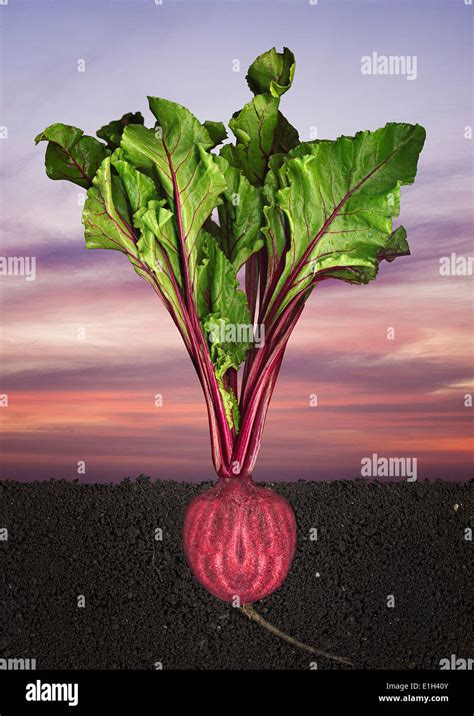 Beetroot Planting に対する画像結果