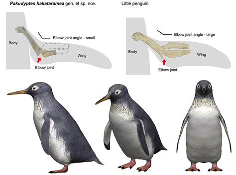 Afbeeldingsresultaten voor Penguin Bones