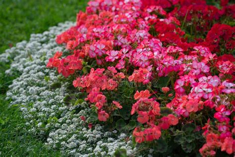 Image result for Geranium Bed