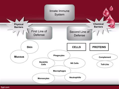 Image result for Innate Immune System Project