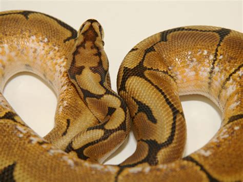 Image result for Python Morphs Spider