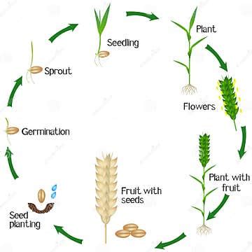 Image result for Wheat Pollination Cycle