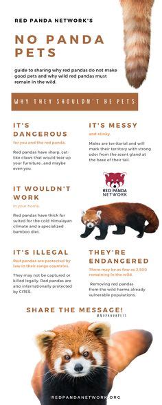 Toradh íomhá ar Red Panda Information
