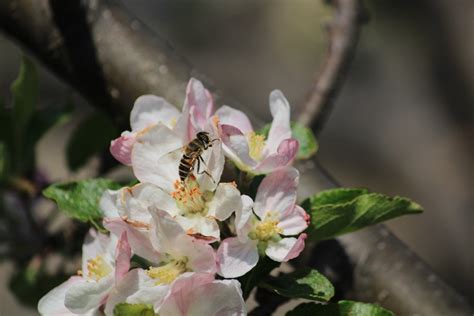 Image result for Scan Sampling Method in Pollinators