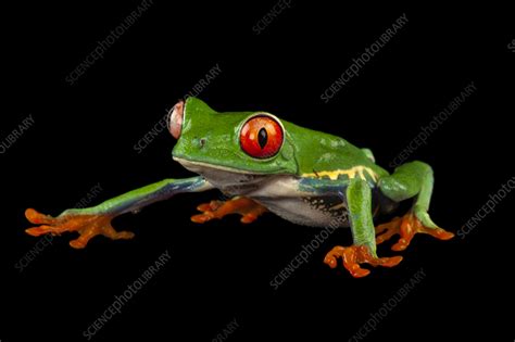 Image result for Red-Eyed Tree Frog Features