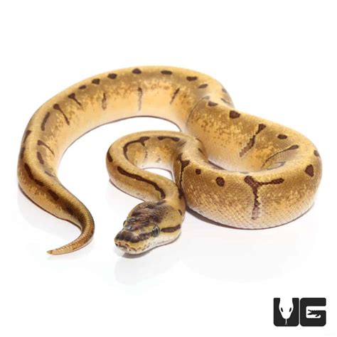 Toradh íomhá ar Super Enchi Ball Python