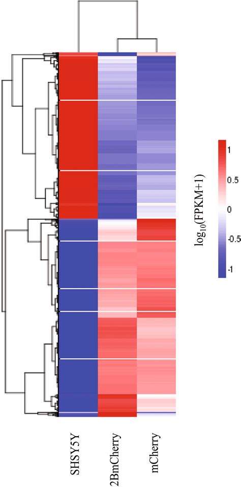 Image result for Heatmap Dendrogram Clustering