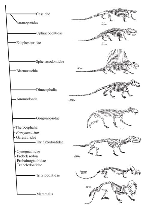Image result for Tarsiiformes Cladogram
