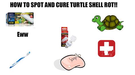 Turtle Shell Rot Cure に対する画像結果