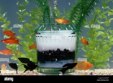 Fish Carbon Filter に対する画像結果