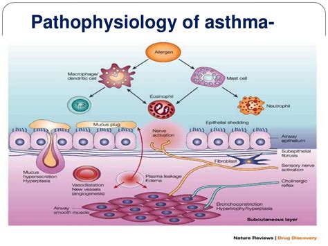 Image result for Asthma Pathophysiology Novartis