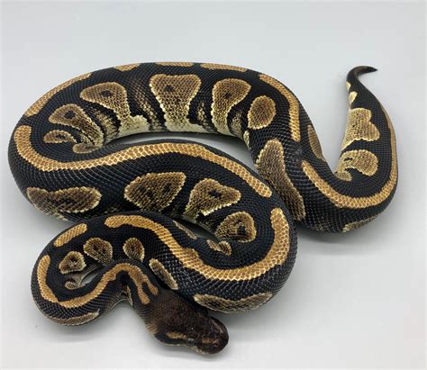 Image result for Ball Python Cinder