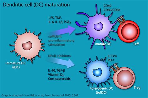 Dendritic Cell Maturation に対する画像結果
