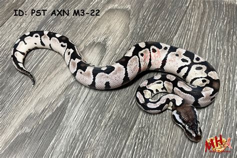Image result for Axanthic Champagne Ball Python