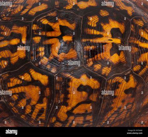 Afbeeldingsresultaten voor Turtle Shell Inspired Pattern