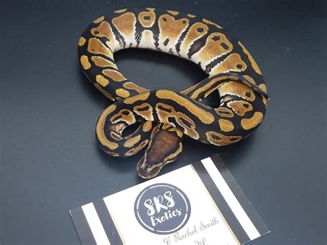 Sunset Looking Ball Python に対する画像結果