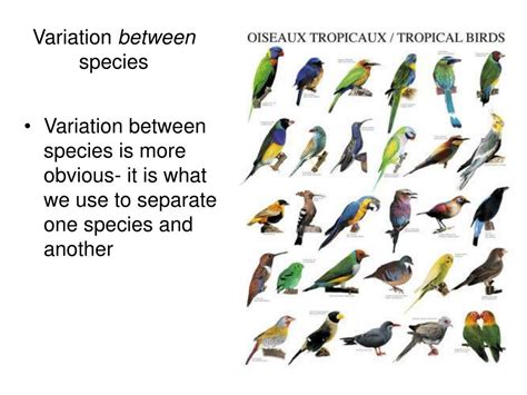 Image result for Variation Oin Species
