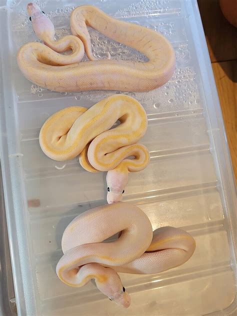 Image result for Ball Python Molds