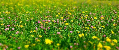 Image result for Spring Wallpaper Widescreen 1280X800
