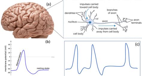 Image result for Biological Neuron Model