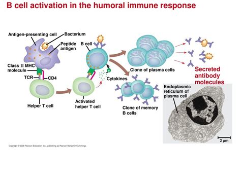 Image result for Humroal Immunity Complement