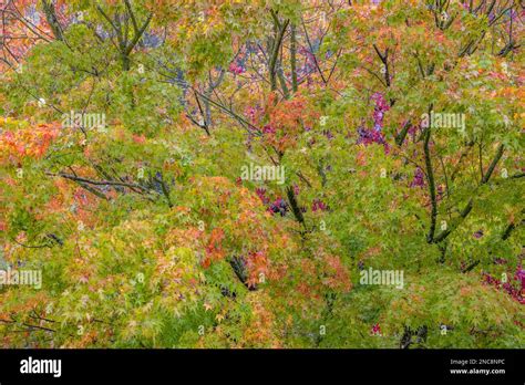 Image result for Japanese Maple Tree Fall
