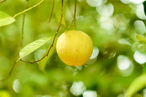 Image result for Java Plum