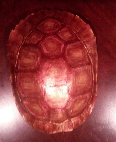 Image result for Painted Turtle Shells