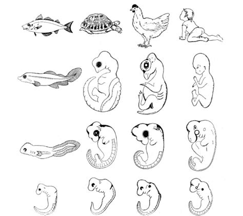 Image result for Vertebrate Embryo Development