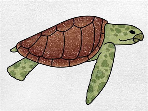 Image result for Turtle Drawing