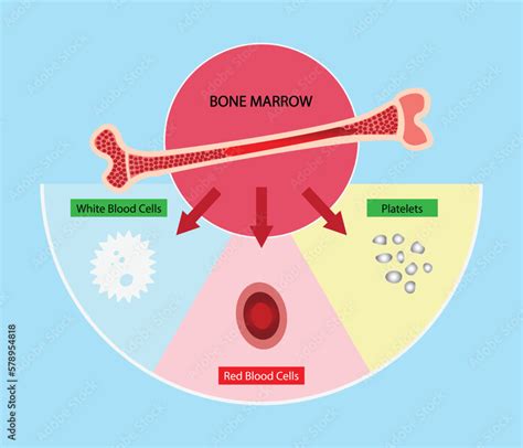 Toradh íomhá ar What Part of the Body Produces the Most Heat