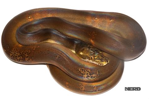 Toradh íomhá ar Golden Head Reticulated Python