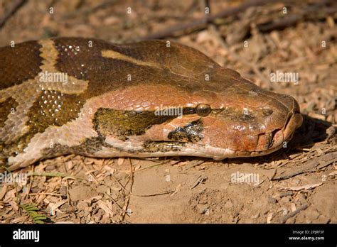 Crop Out Python Head に対する画像結果