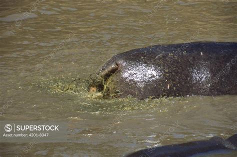 Fish Eat Hippopotamus Poop に対する画像結果