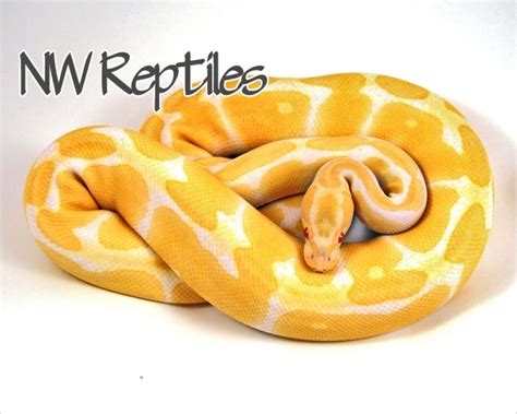 Image result for Orange and White Python