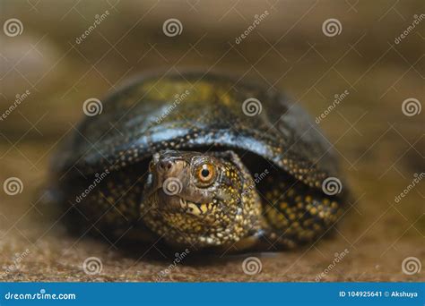 Image result for Turtle Half Way Out of Shell