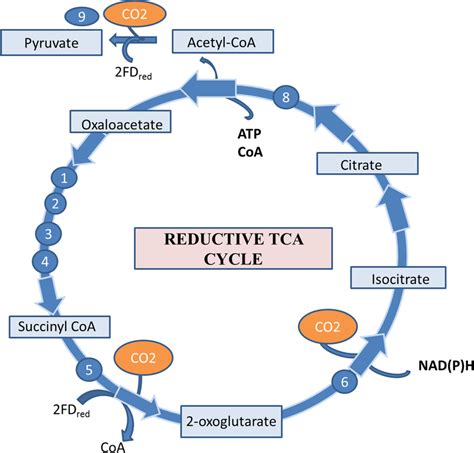 Reductive TCA Cycle に対する画像結果