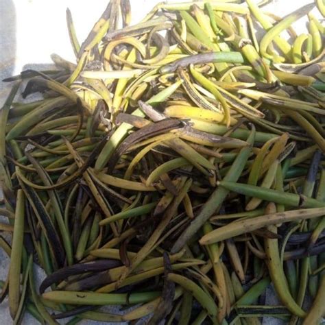 Toradh íomhá ar Curing Process Icon