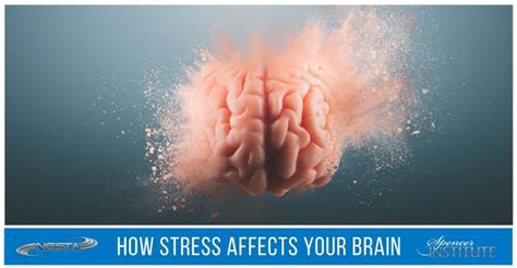 Image result for How Stress Affects the Brain
