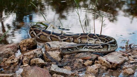 Toradh íomhá ar Burmese Python Destroying the Food Chain