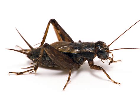 Image result for Cricket Insect