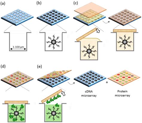 Microarray Simple Diagram に対する画像結果