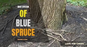 Toradh íomhá ar Spruce Tree Root System