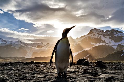 Image result for Linux Penguin Windows