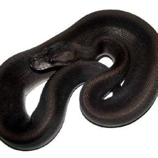 Image result for Solid Black Python