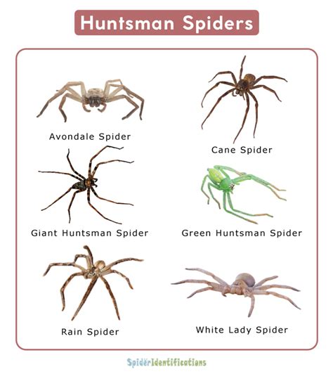 Image result for Huntsman Spider Arizona