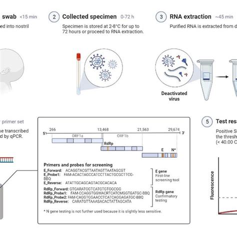 Image result for How Is RT-PCR Test Done