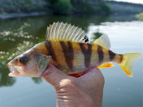 Image result for Perch Lancing