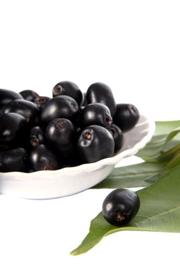 Afbeeldingsresultaten voor Planting Design of Java Plum